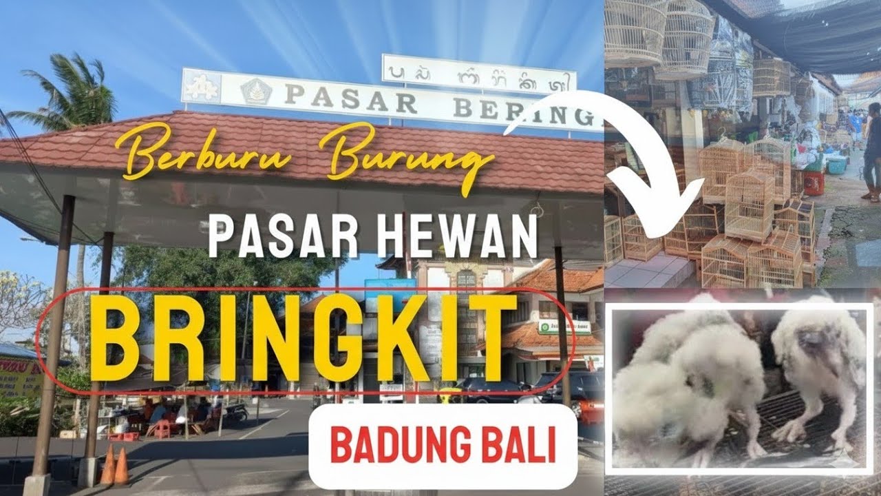 PASAR BERINGKIT BADUNG BALI BERBURU BURUNG MURAH