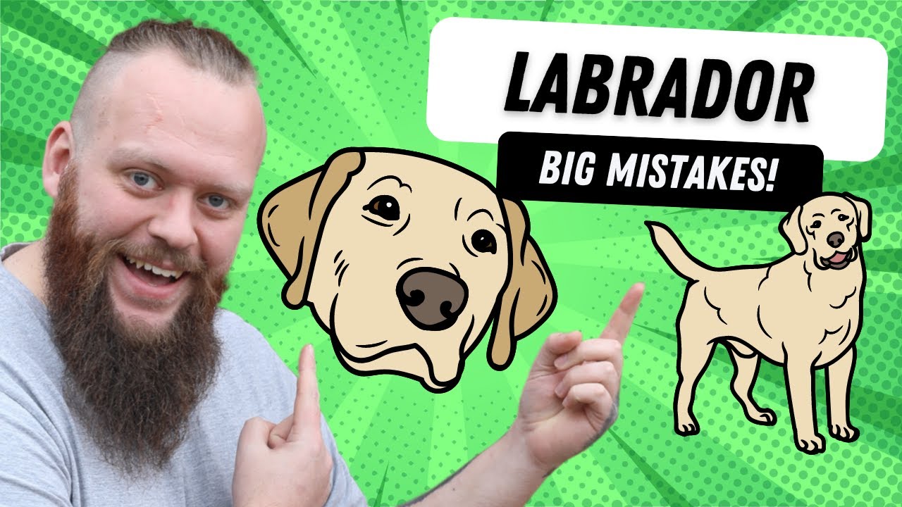 Mistakes Labrador Puppy Owners Make Everyday