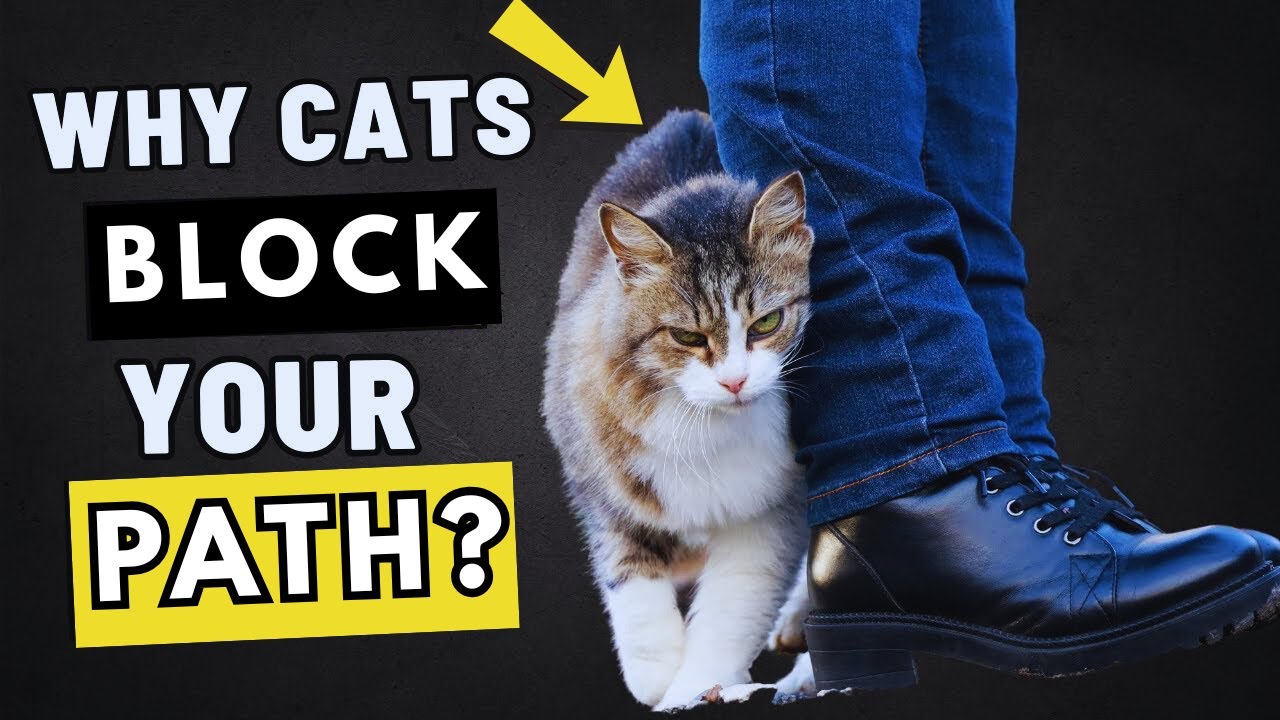 If Your Cat Blocks Your Path, This Is What They&rsquo;re Trying to Say🐱