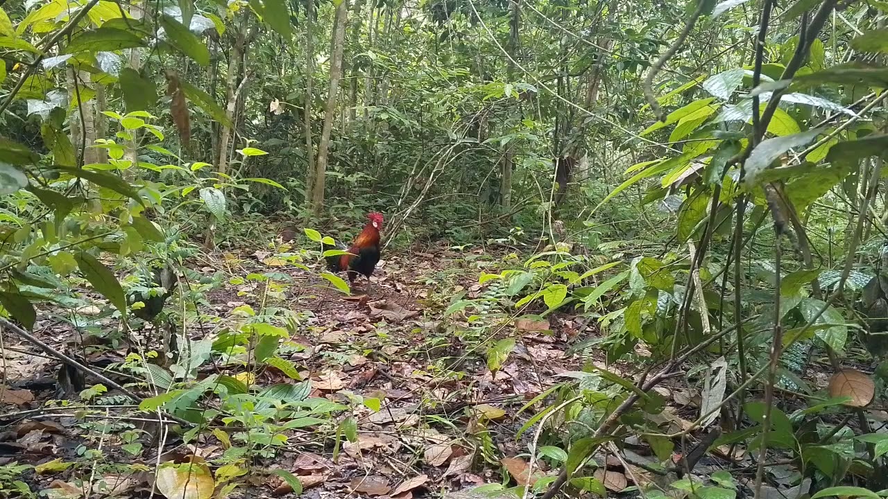 MIKAT AYAM HUTAN DATANG 4 EKOR ANJING LIAR‼️ MENYERGAP PIKAT 