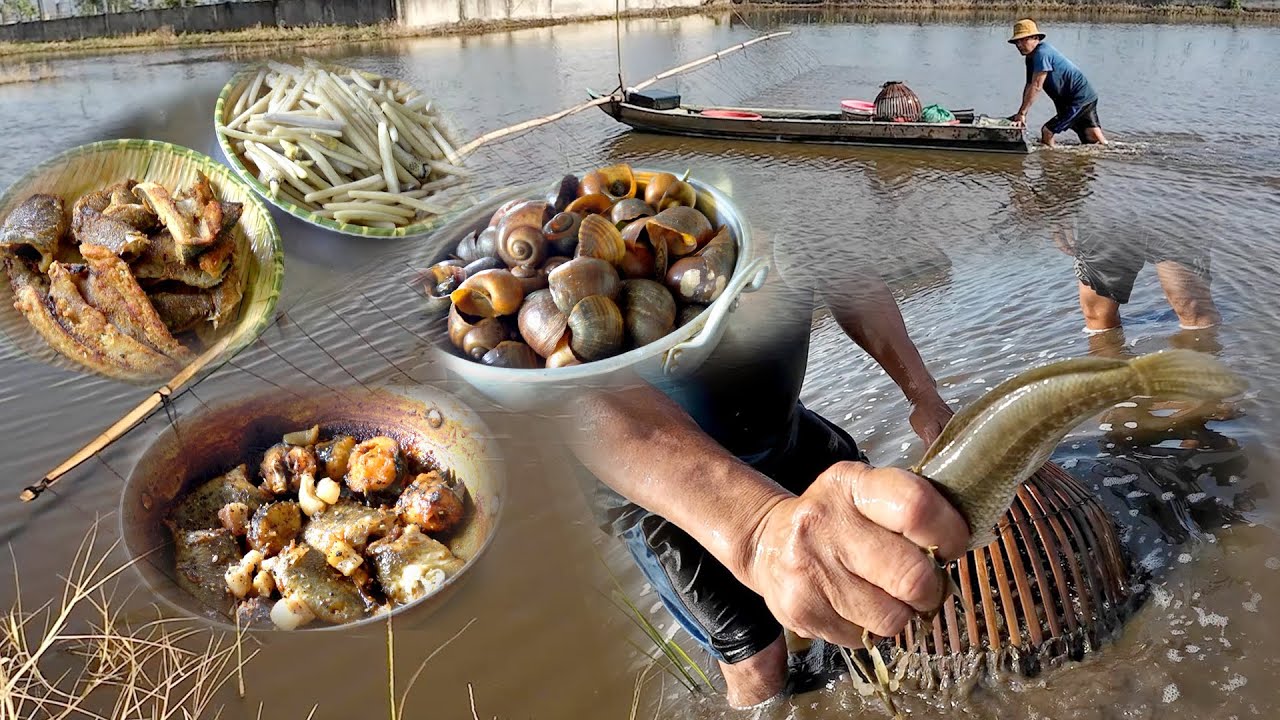 Đẩy C&ocirc;n Bắt C&aacute; L&oacute;c Đồng M&ugrave;a Nước Nổi | Săn C&aacute; L&oacute;c & Nấu M&oacute;n Ăn Ngon Ở V&ugrave;ng Qu&ecirc;