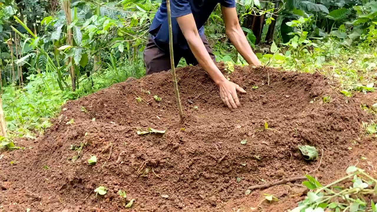 Rahim's Cuvette System Is Saving His Avocados! 🥑