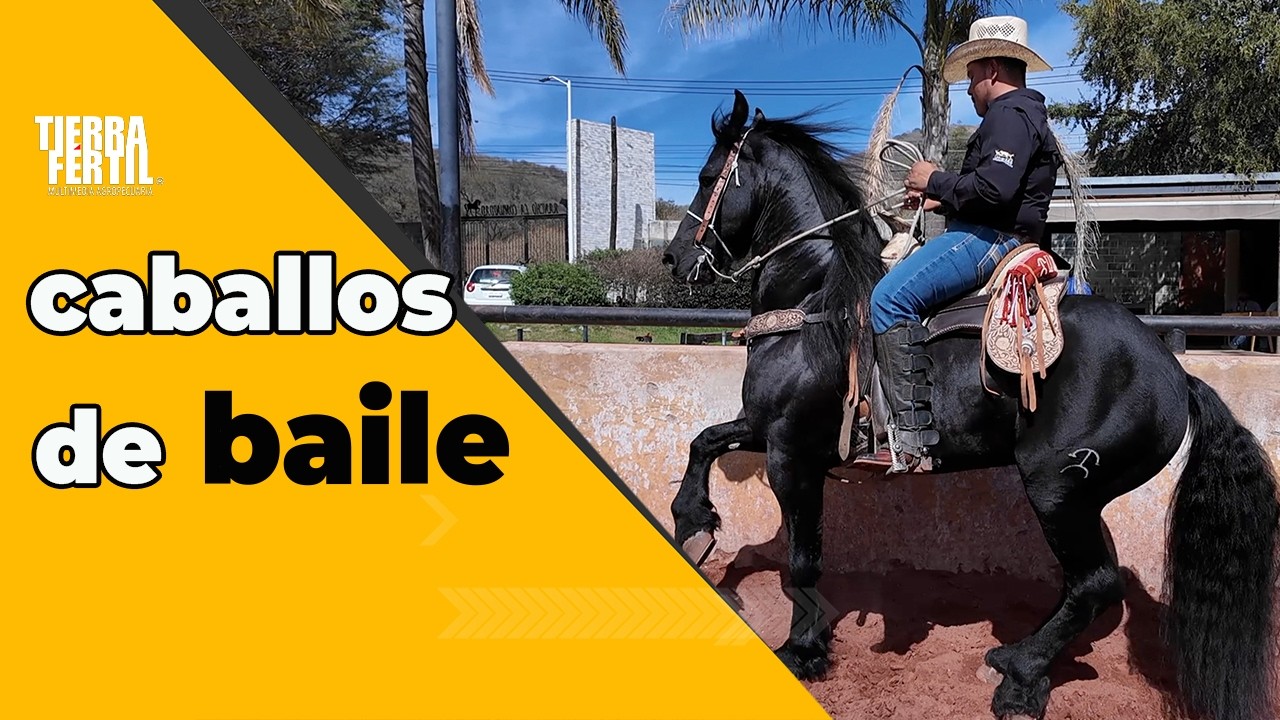 Tierra Fértil Tv- Talento puro en los caballos de baile (07.02.26)