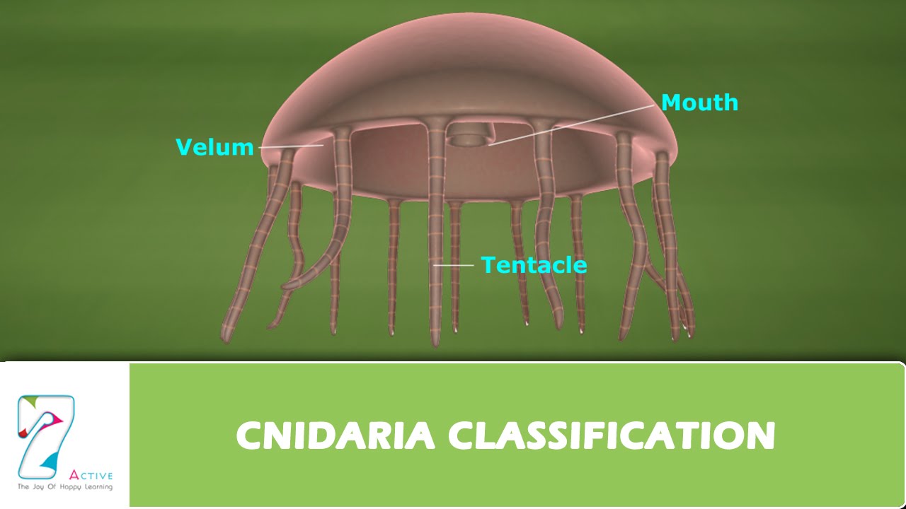 CNIDARIA CLASSIFICATION