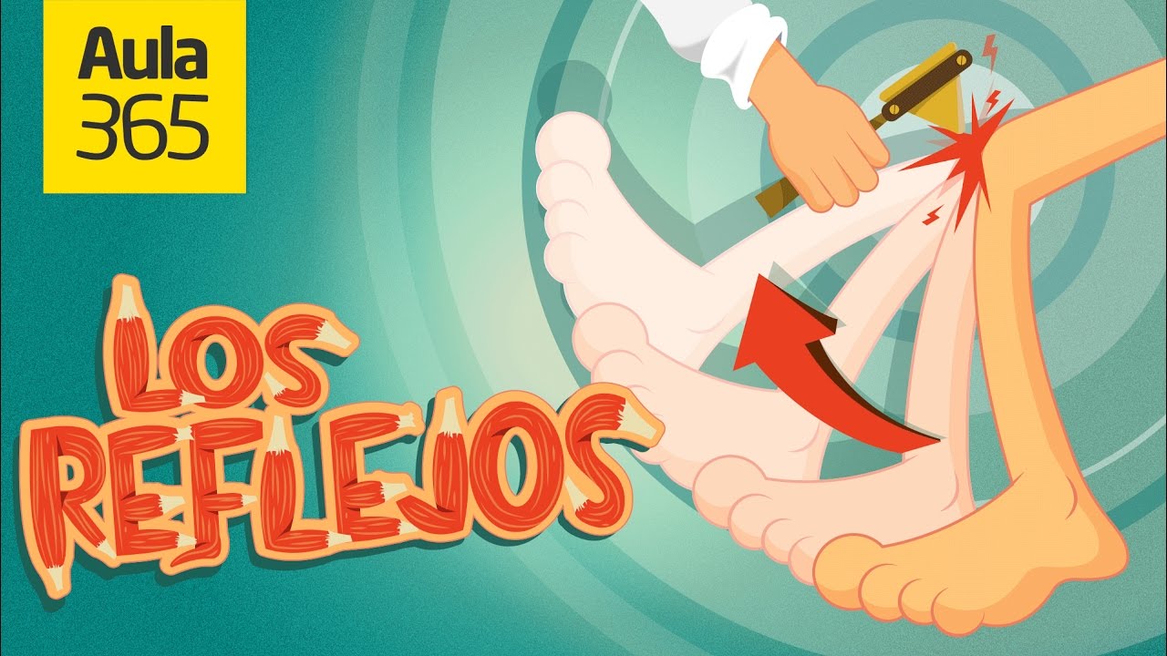&iquest;Qu&eacute; son los Reflejos? | Videos Educativos Aula365