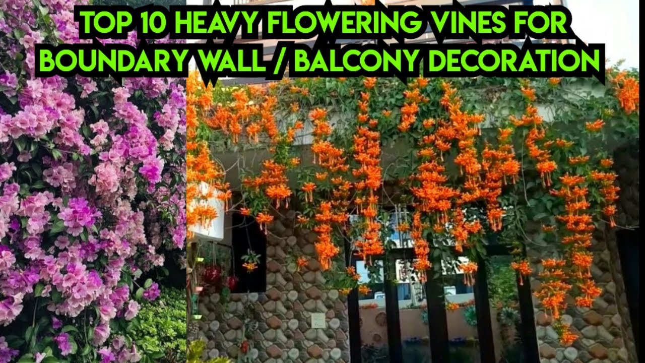 Top 10 Heavy Flowering Vines for Summer | हज़ारों फूल देने वाली ये बेलें l लगाएं बाउंड्री वॉल के पास
