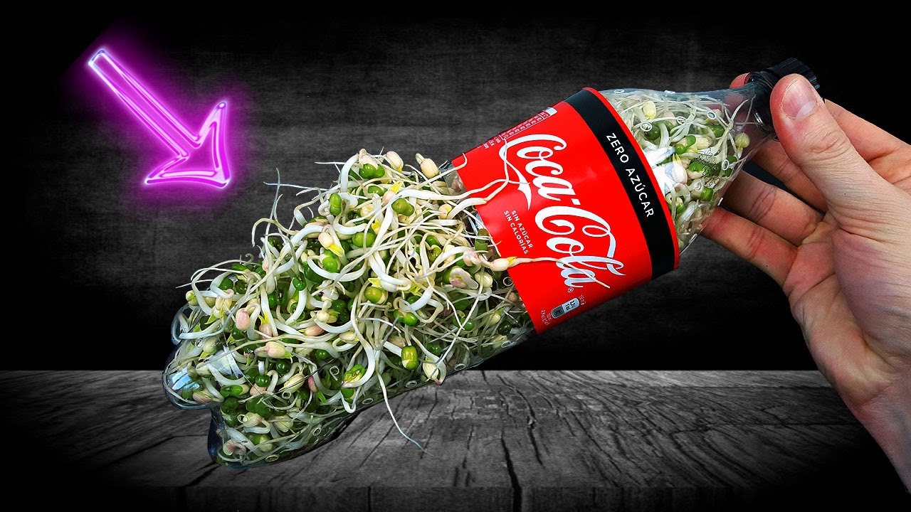 Cultivar SUPERALIMENTOS en una botella de plástico o PET -Muy nutritivos- Reciclar botella -