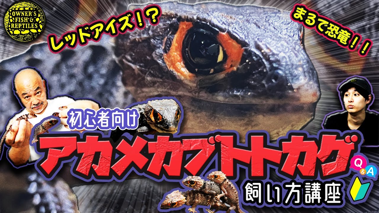 【小さな恐竜】アカメカブトトカゲの飼い方講座【爬虫類】