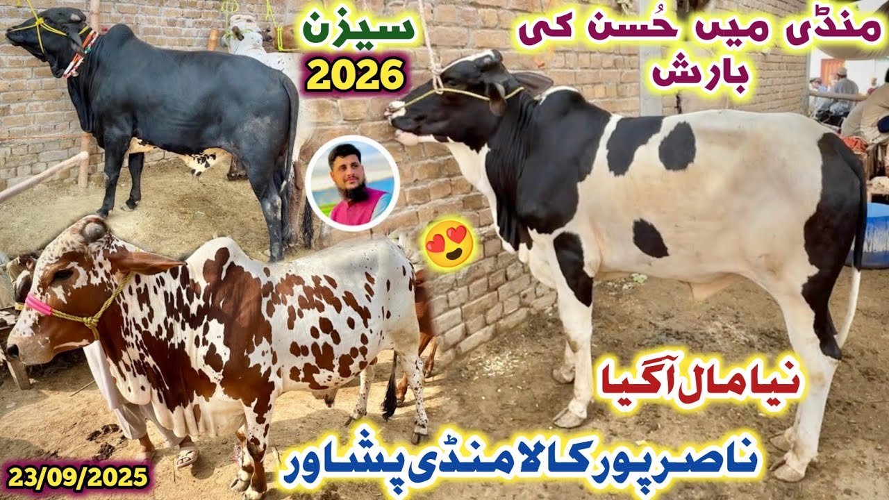 Kala Maweshi Mandi Peshawar 2026 Season Bulls Price 😍 New Updates 23/09/2025 | Izhar Ali Shah