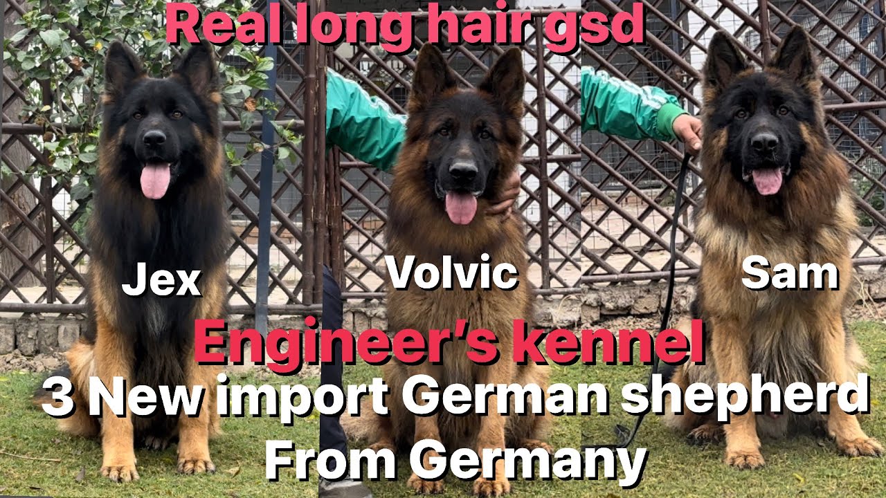 First time 3 Germany import #germanshepherd of @engineerskennel2733
