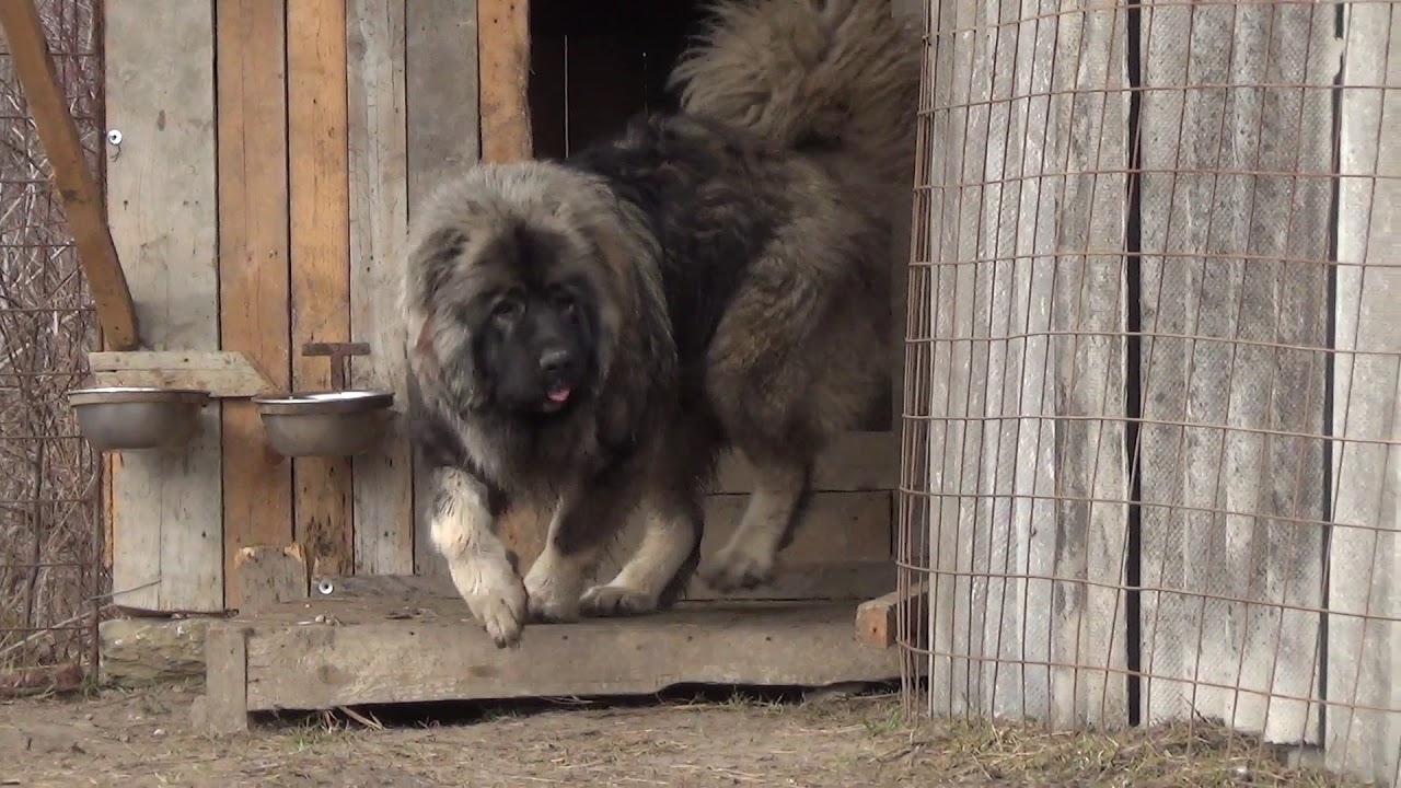 Big Dog Caucasian Ovcharka territorial aggression
