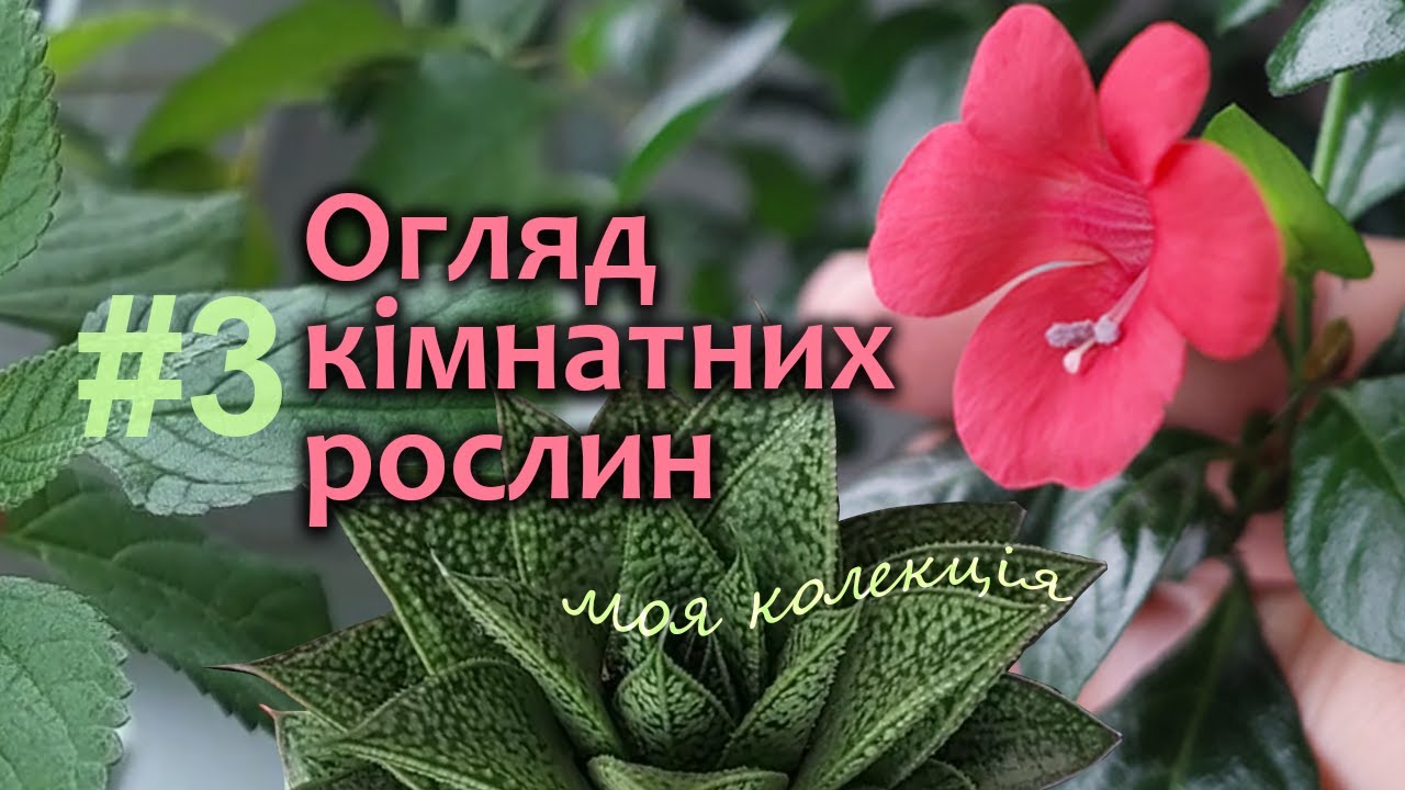 Огляд Кімнатних Рослин | Кімнатні Рослини - моя колекція лютий 2025 | частина 3