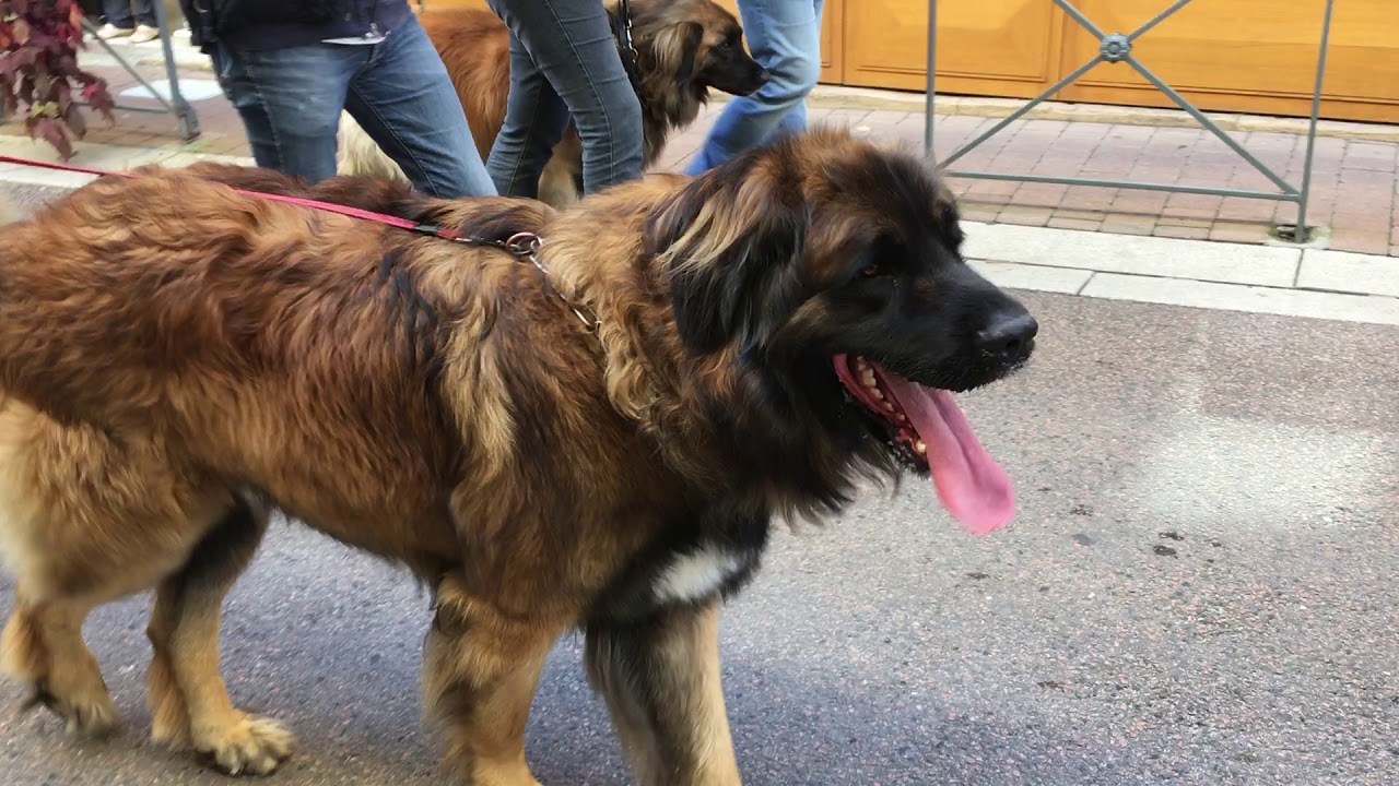 Défilé de Leonberg à Cluny 2017