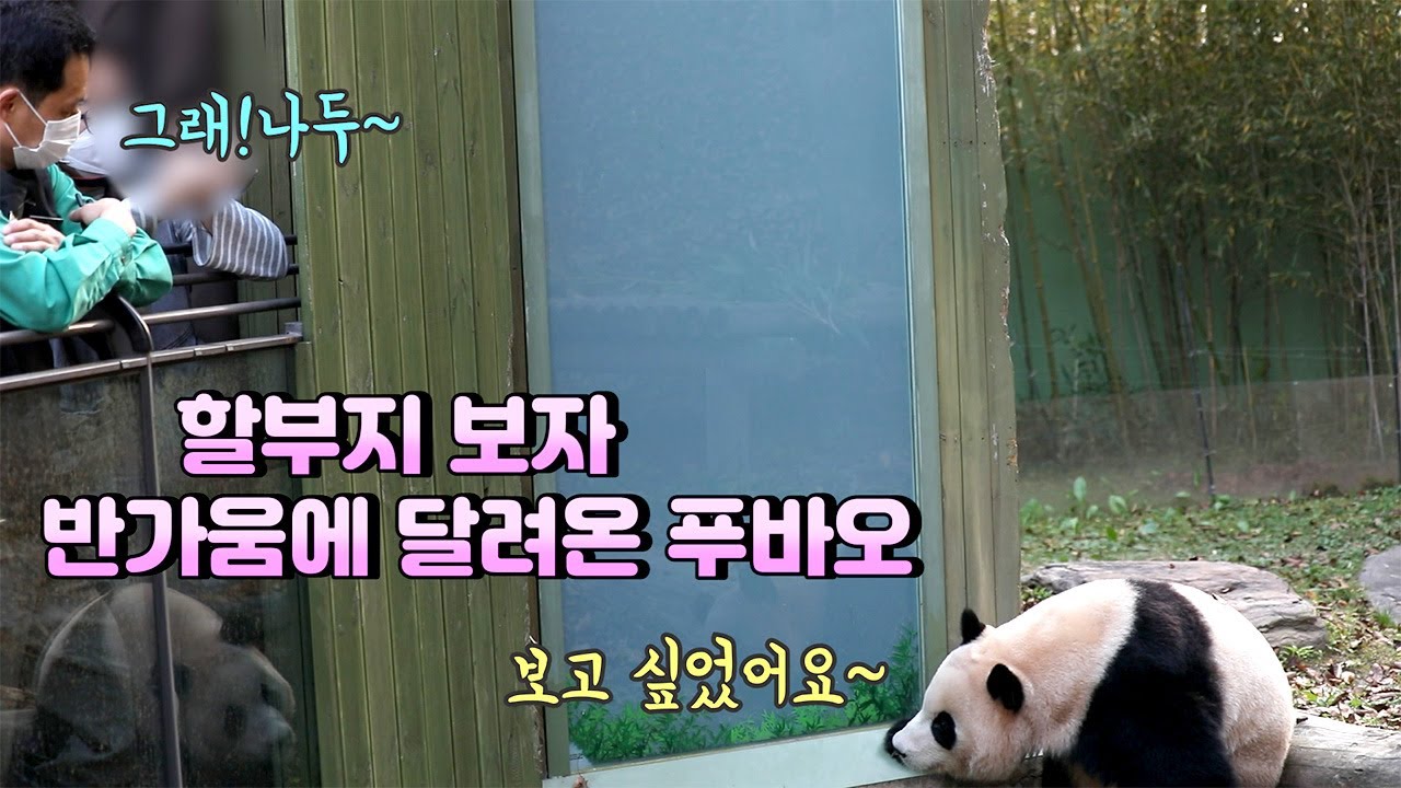 [에버랜드 푸바오]본격적인 푸바오의 독립생활이 시작되었어요. 이젠 아무도 오지 않는 방사장에 갑자기 할부지의 부르는 소리에 반가움에 바로 달려가는 푸바오