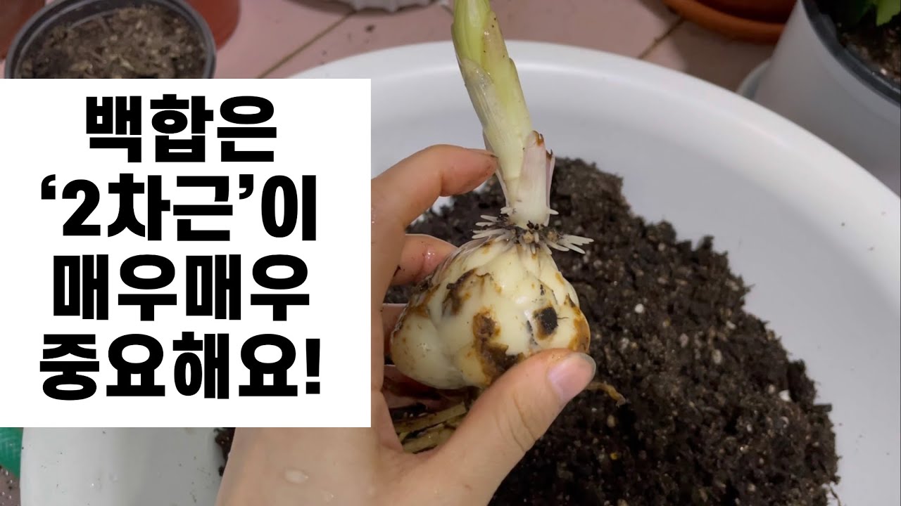 백합을 깊게 심어야 하는 이유, 얕게 심으면 안 돼요