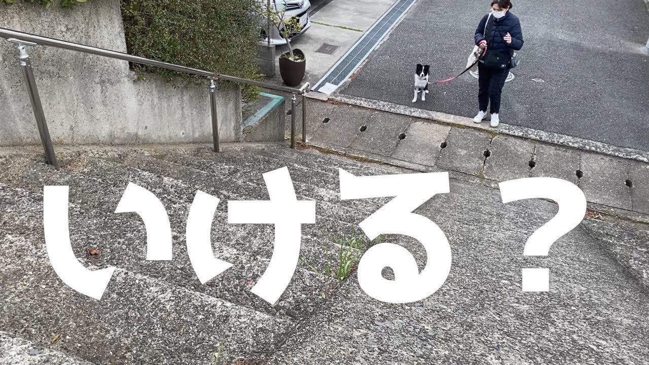ついに！#ボーダーコリー  #可愛い #bordercollie #puppy