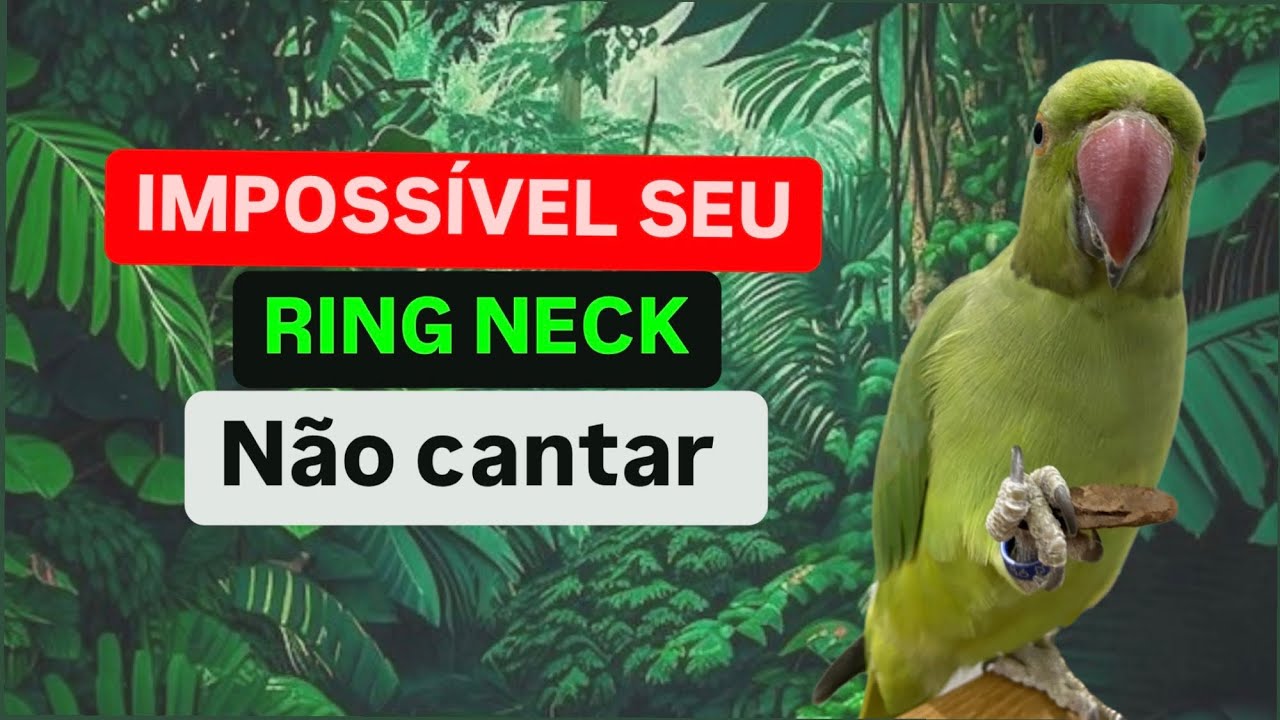 Esses são os melhores cantos para sua Ring neck!