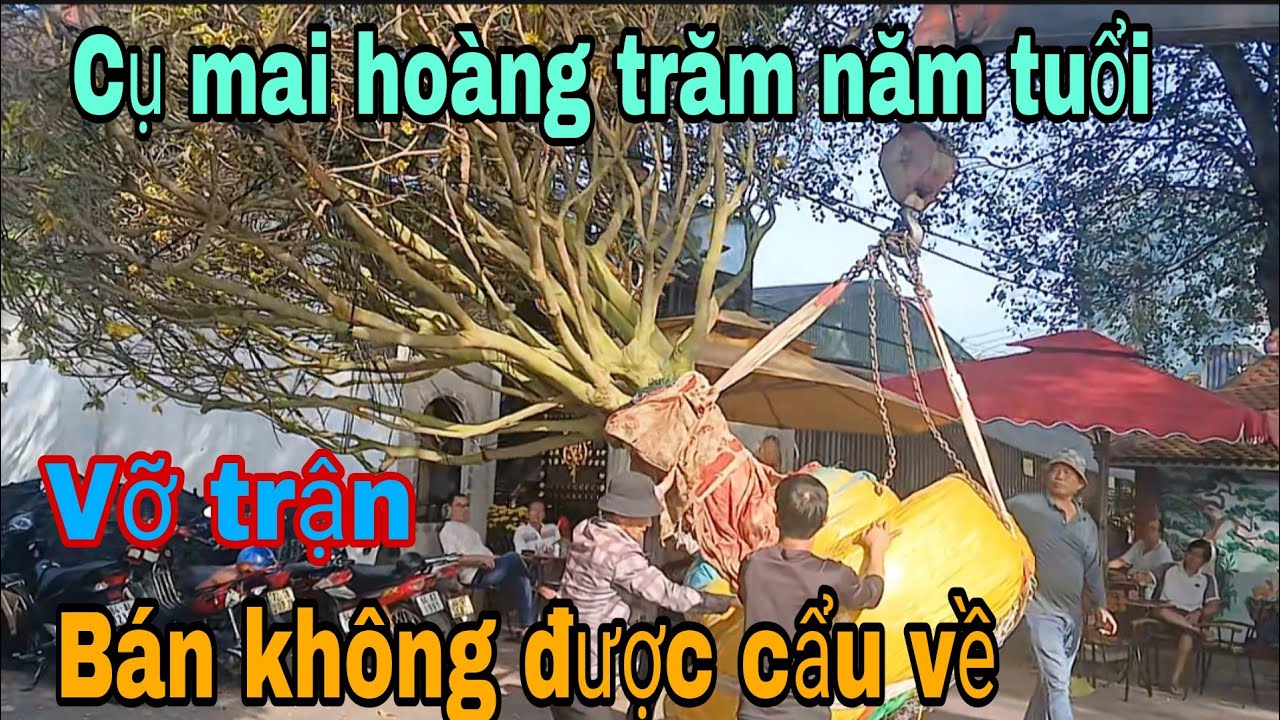 Vỡ trận :Cụ mai hàng trăm năm tuổi bán không được chở về lỗ nặng 