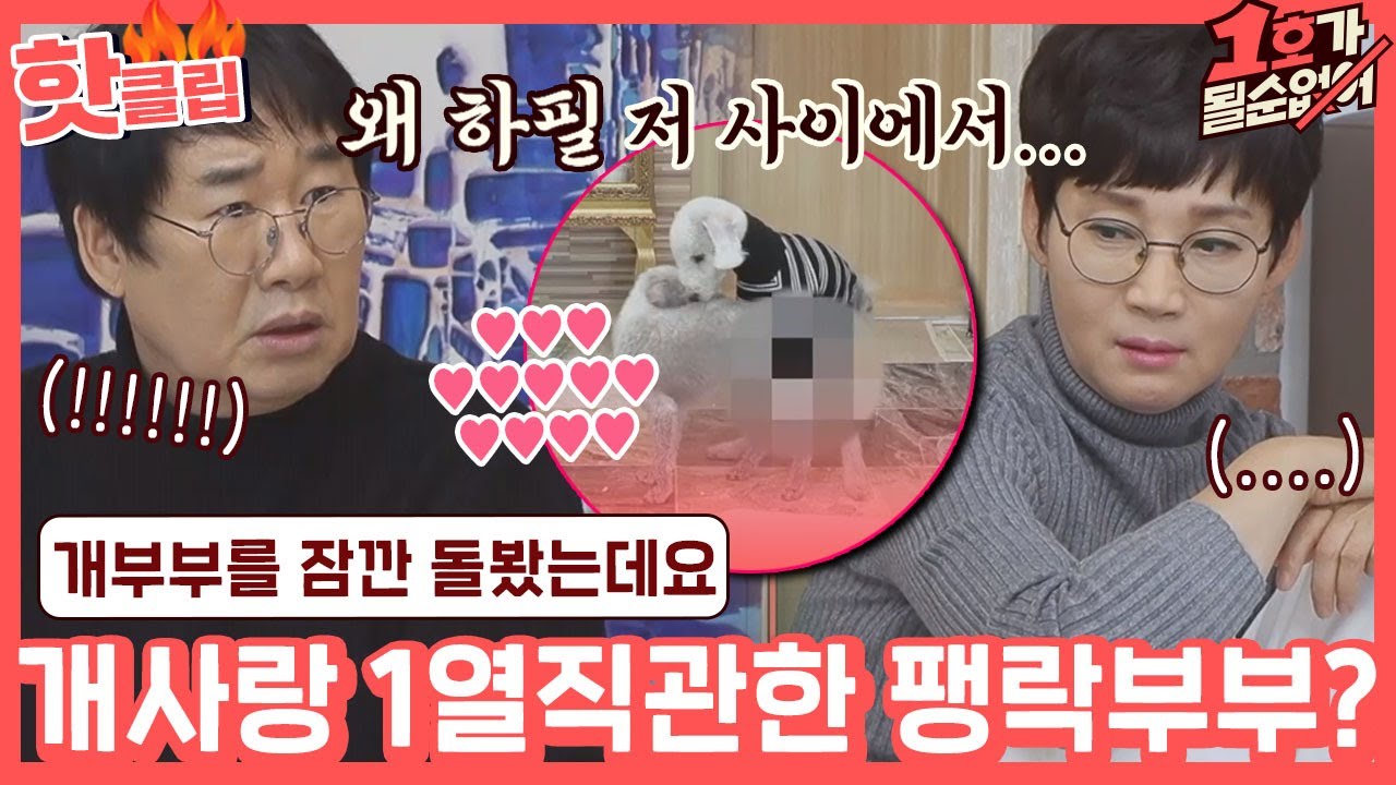 ♨핫클립♨ ＂얘네 지금 뭐하는..?＂ 사랑이 넘치는 개부부,, 왜 하필 둘 사이에서../////｜1호가될순없어｜JTBC 201227 방송