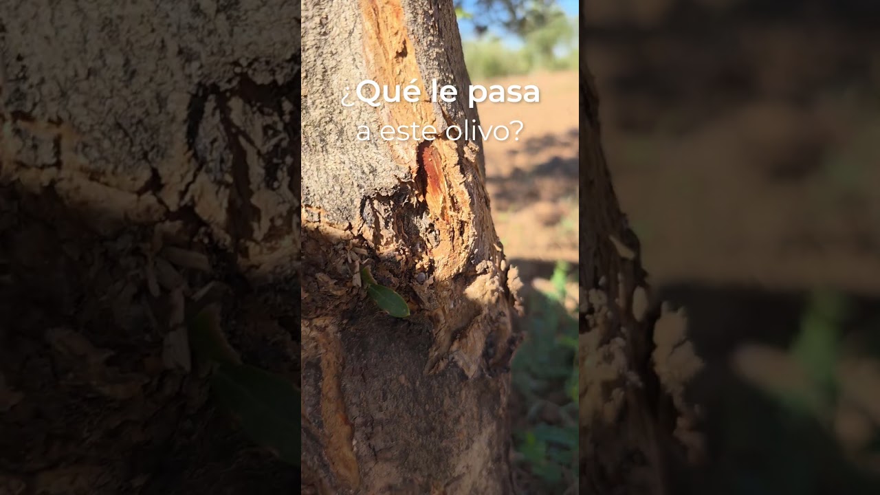 &iquest;QU&Eacute; LE PASABA A ESTE OLIVO?