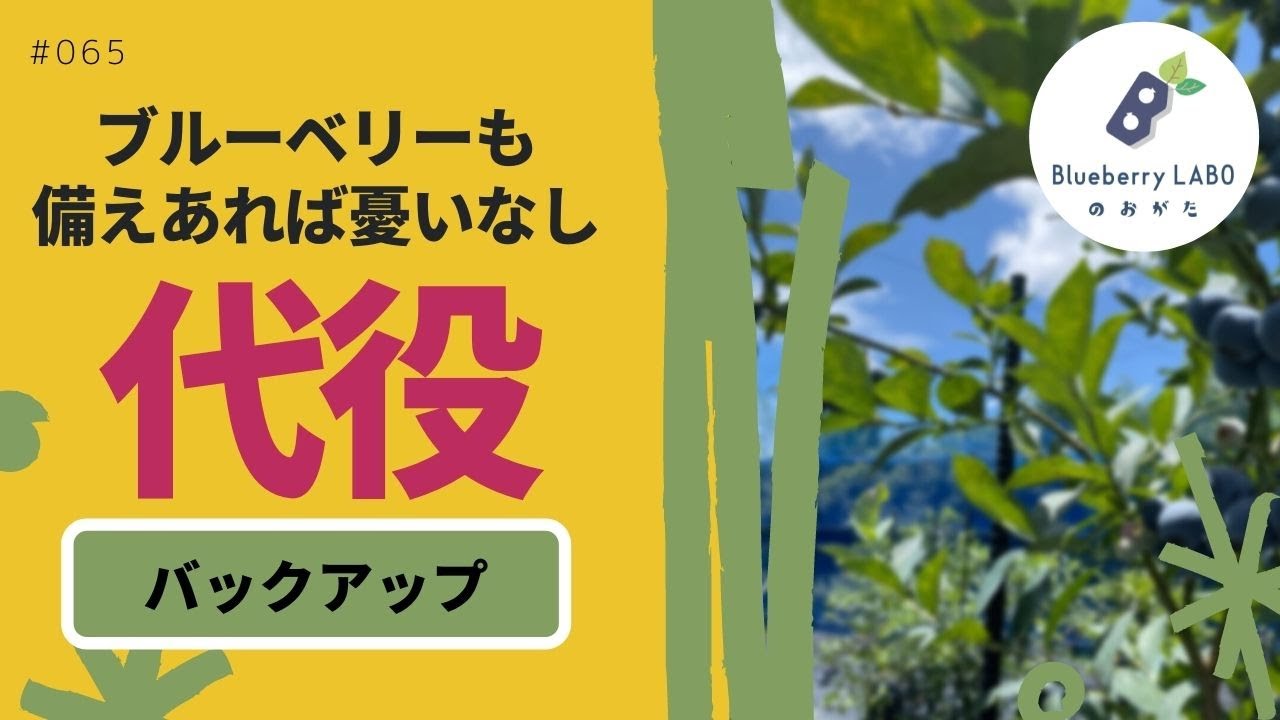 ブルーベリーの挿し木を失敗させないポイントはたった2つ【実演あり】