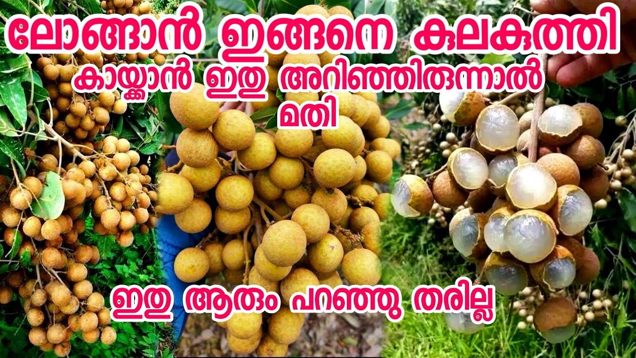 ഈ പഴം ഇങ്ങനെ കുലകുത്തി കായ്ക്കുമോ|longan fruit malayalam|longan krishi|daimond river|rubi|white