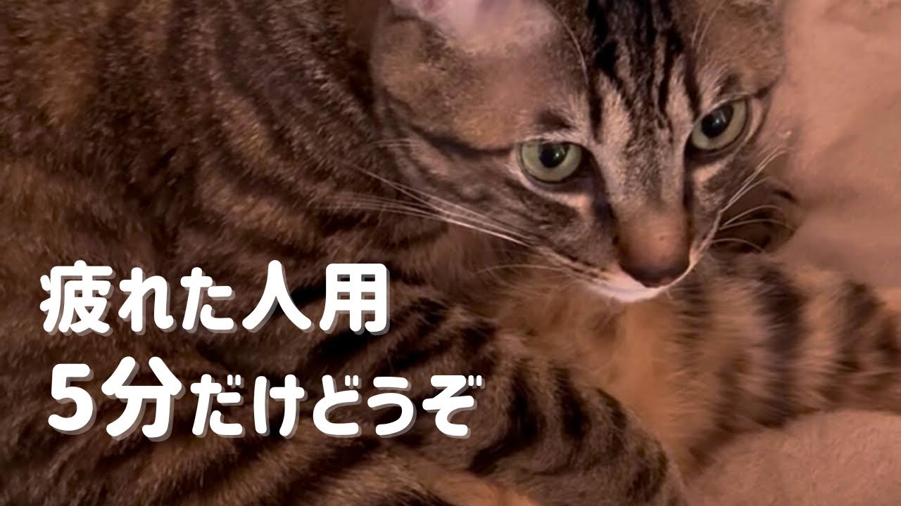 【眠れない夜に】静かな猫の毛づくろい