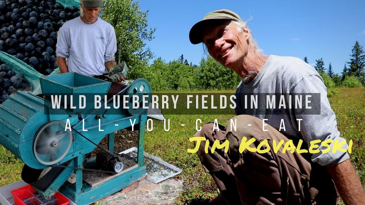 WILD BLUEBERRY BUFFET! Harvesting - Packaging - Selling (Jim Kovaleski in Maine)