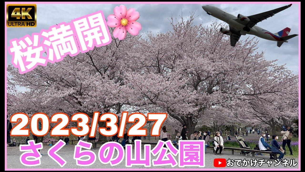 【桜満開】さくらの山公園の桜満開🌸飛行機と桜が見れる公園#桜#桜満開#さくらの山公園#成田市#飛行機