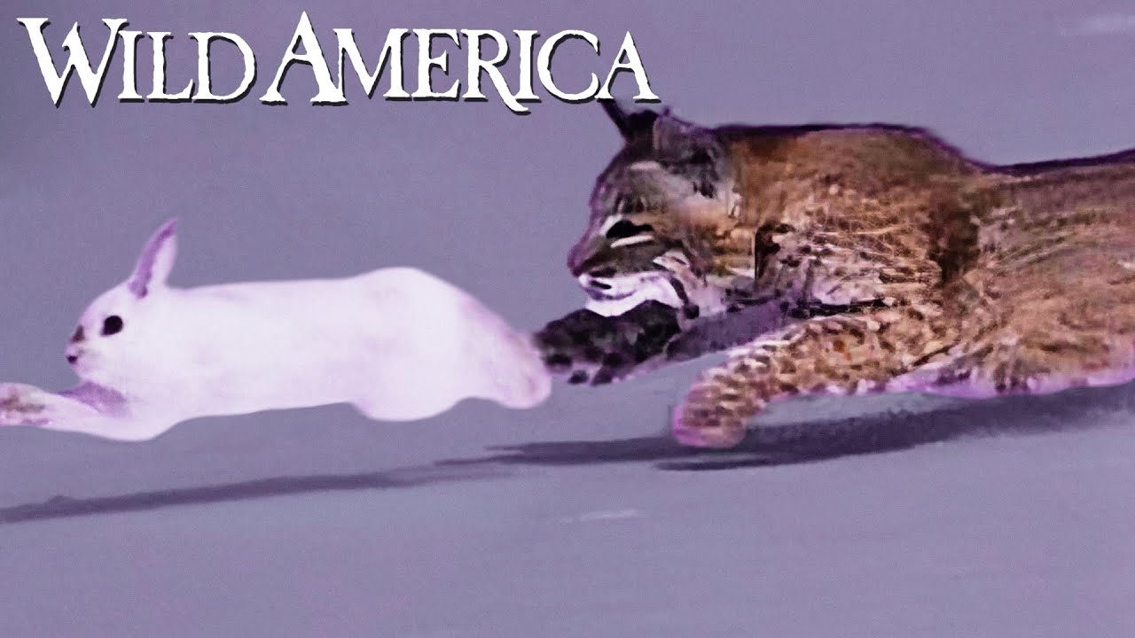 Wild America | S9 E1 'Bobcat' | Full Episode HD