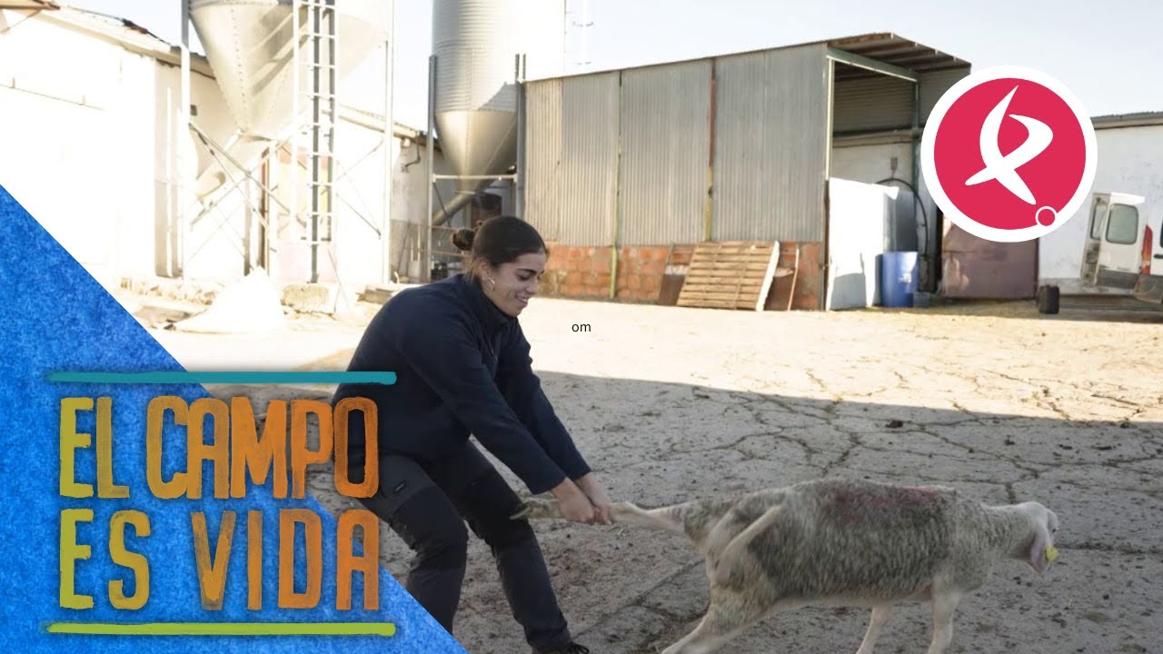 La primera revisión de pezuñas de las borregas de Esther | El campo es vida