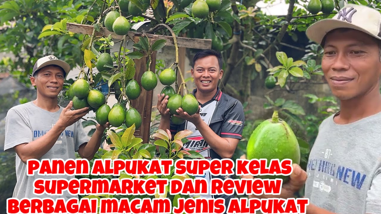 PANEN ALPUKAT SUPER MEWAH KELAS SUPERMARKET DAN REVIEW BERBAGAI JENIS ALPUKAT