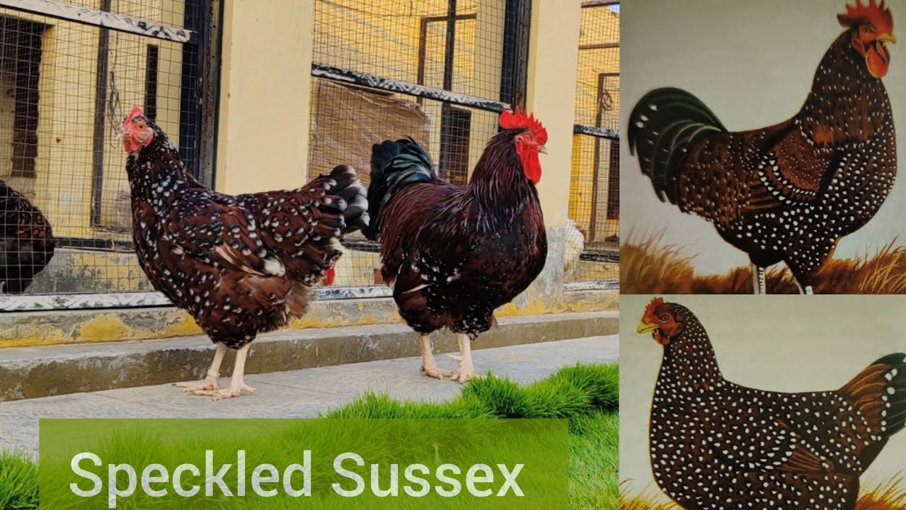 Speckled Sussex at Maven Farms 🇵🇰 || Learning anatomy|| سسیکس مرغی کیسی ہونی چاہیے؟ || Fancy hen