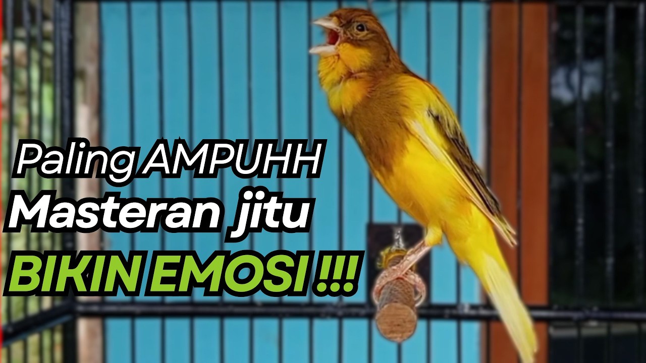 KENARI GACOR Cuit CUIT BIRAHI UNTUK PANCINGAN & MASTERAN Kenari PAUD AGAR BUNYI