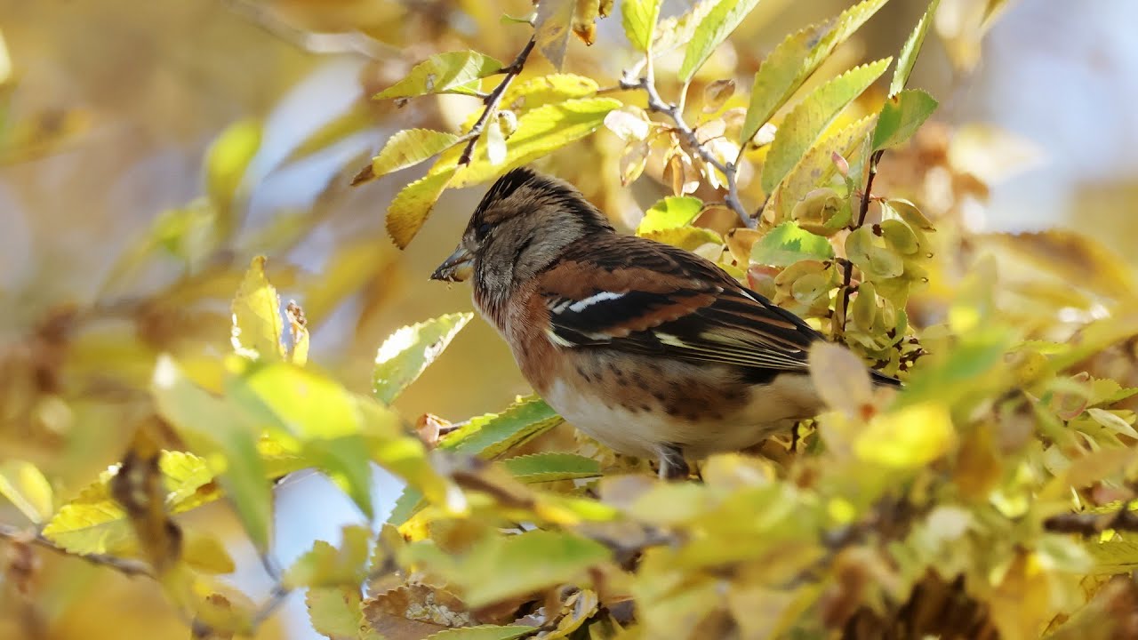 石神井公園で採餌する野鳥達(アトリ・ゴイサギ・バン・ワカケホンセイインコ）：2025年12月5日