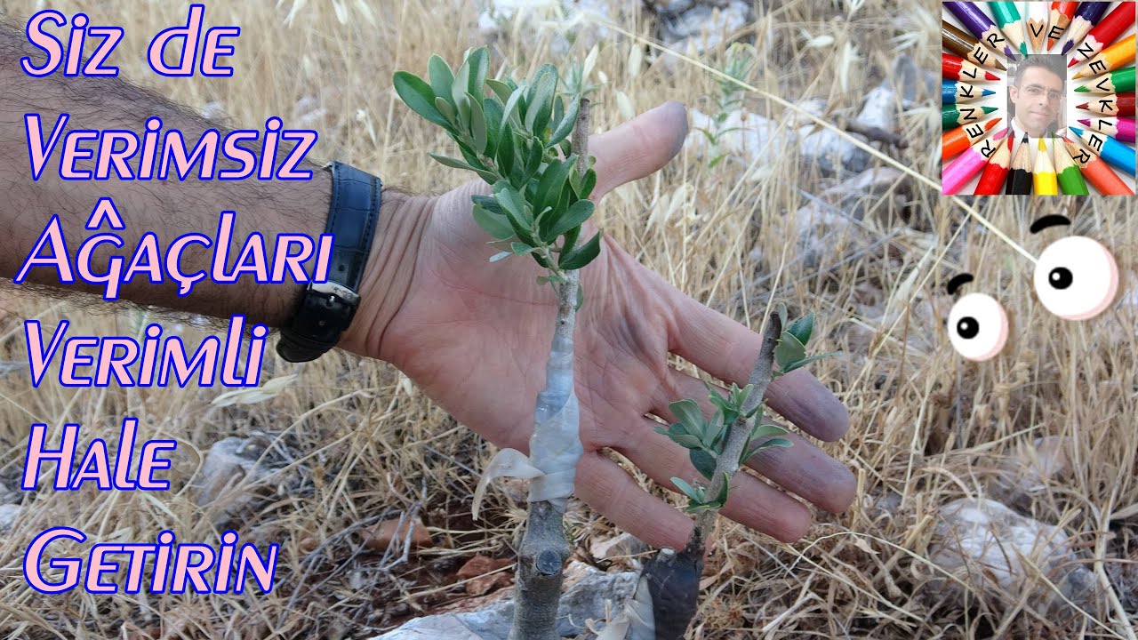 Yarma Aşı Nasıl Yapılır? (Uygulama ve Sonuç)