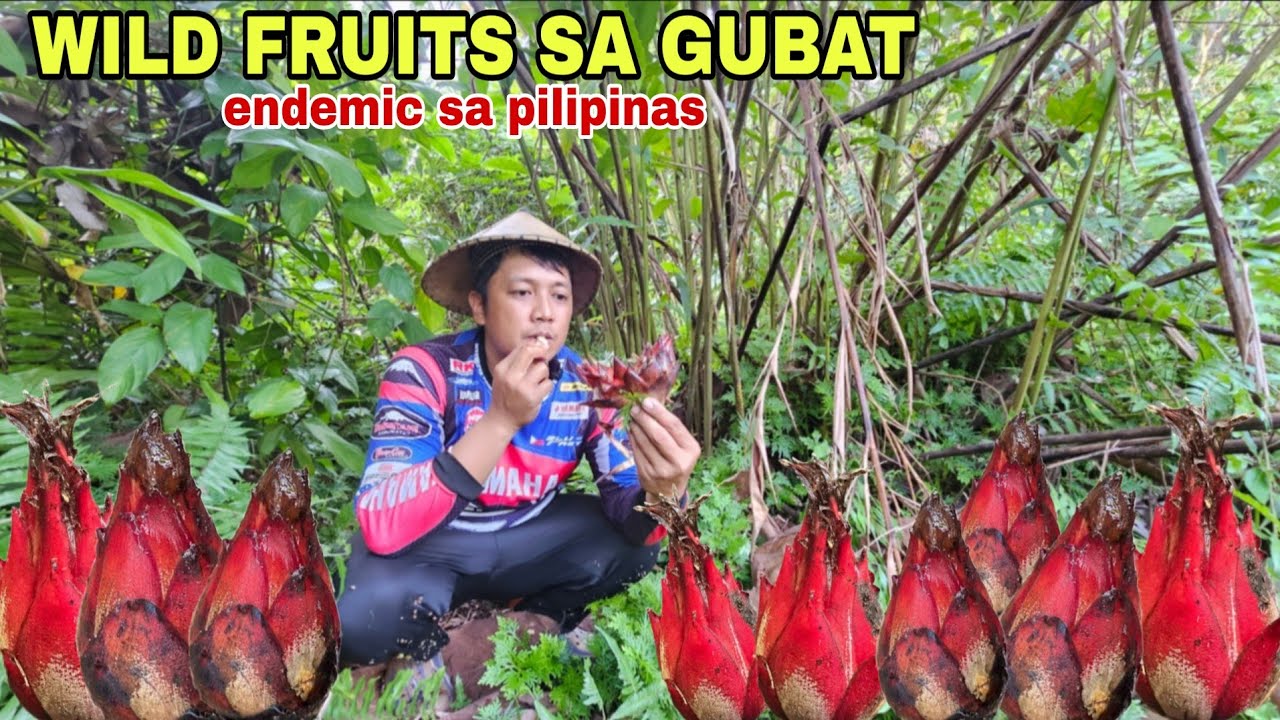 Wild fruits bagumbong Puso puso sa / Pilipinas lang matatagpuan (ENDEMIC SA PILIPINAS)