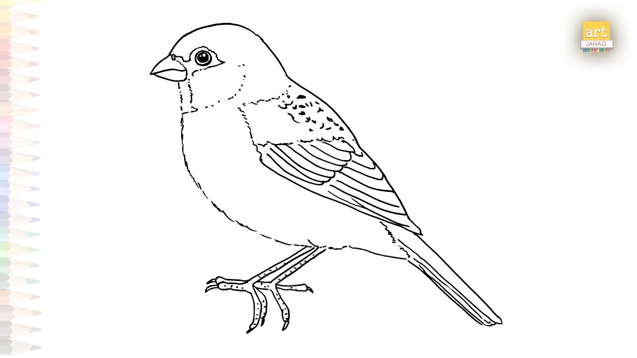 Sparrow drawing easy | Birds outline sketches | How to draw A Sparrow step by step | #artjanag