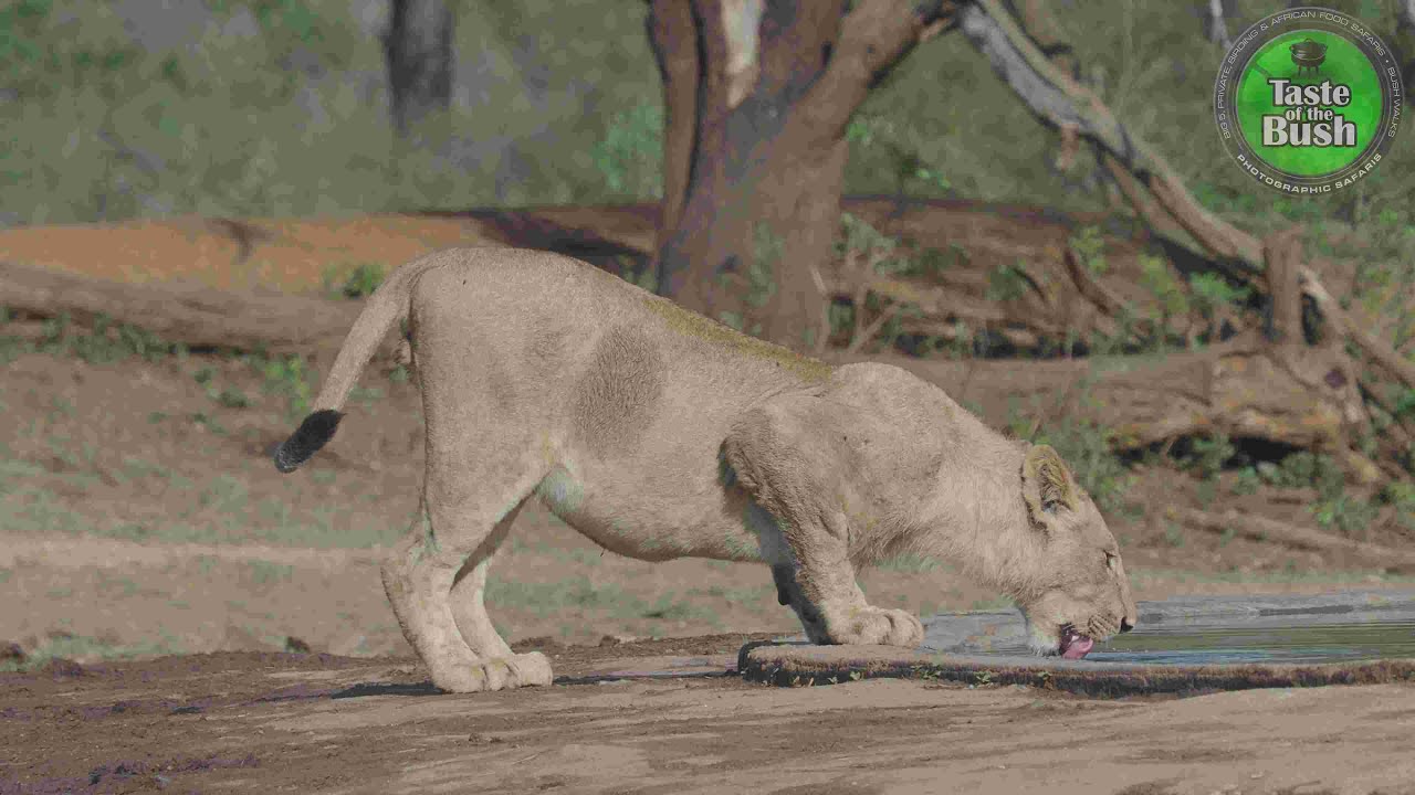 Thirsty Lion
