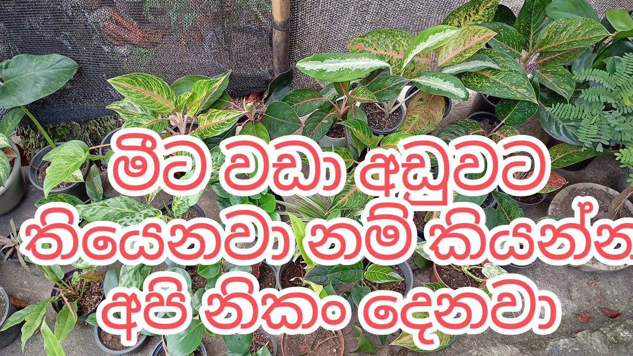 අඩුම මිලට අලංකාරවත් ඇග්ලොනිමා පැළ විකිණිමට තිබේ colourful aglonima plants @sg_plantzoneindoor plants
