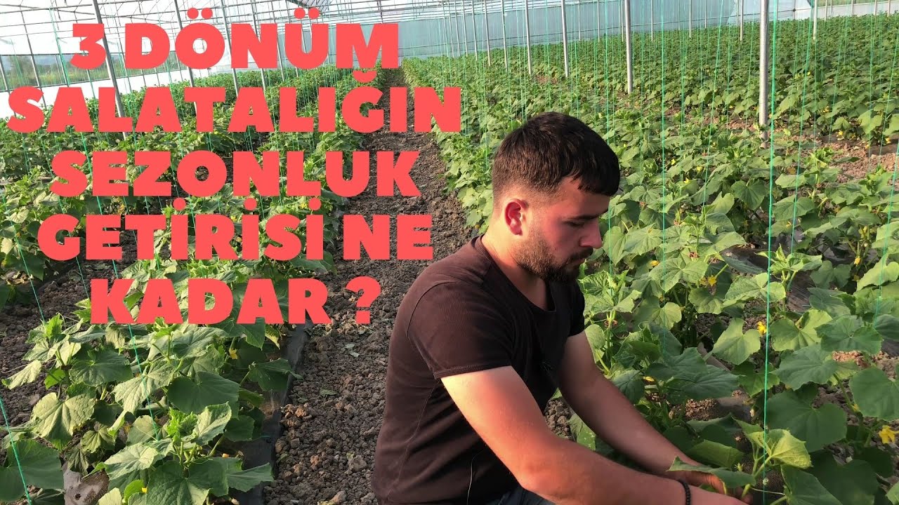 3 Dönüm Salatalığın Sezonluk Getirisi ve Gideri Ne Kadar ?