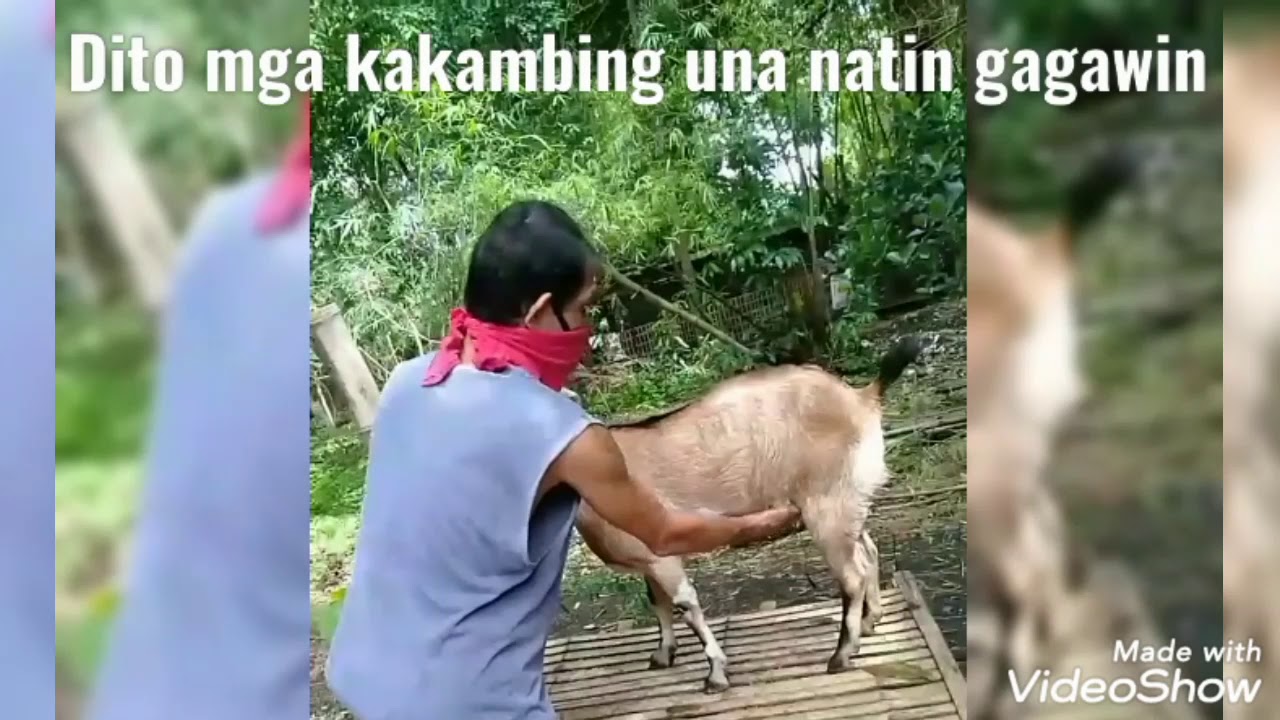 Gamot sa Bloated na kambing/Actual at tamang pagtitimpla/pag gawa at dapat gawin satin mga alaga