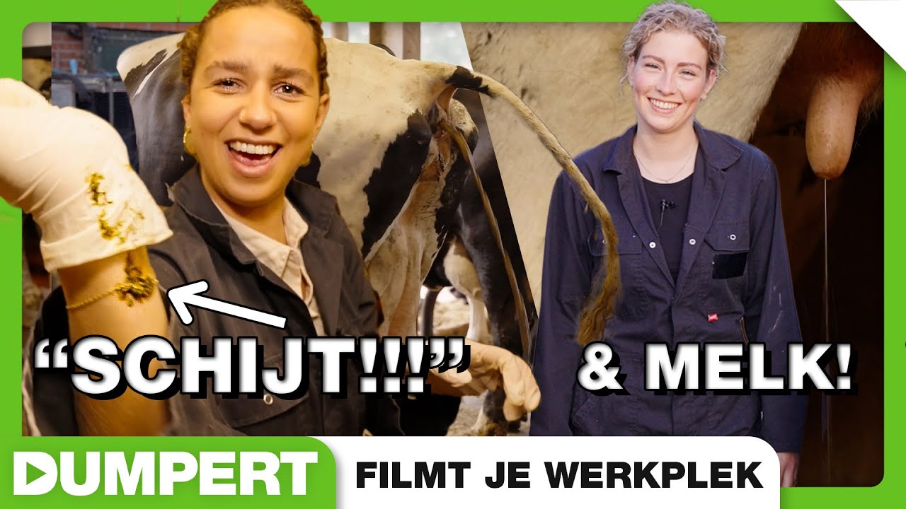 Koeien melken met Miss Boerin in Dumpert Filmt Je Werkplek!