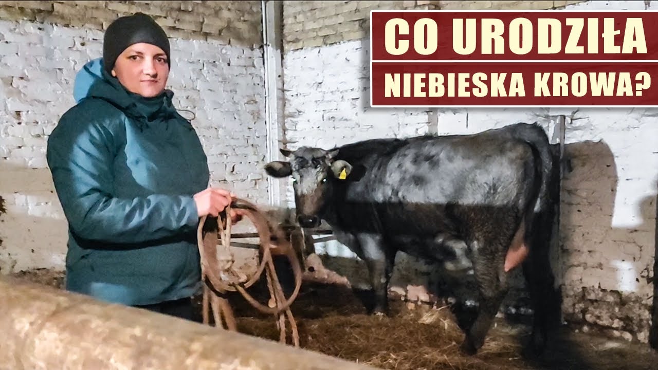 Co urodziła niebieska krowa?
