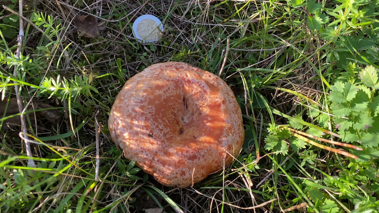 Lactarius deliciosus (Рыжик настоящий, Рыжик сосновый), October 24, 2021