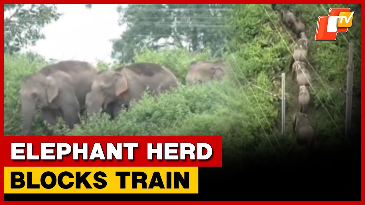 Elephant Herd Disrupts Train Movement Near Rourkela | OTV
