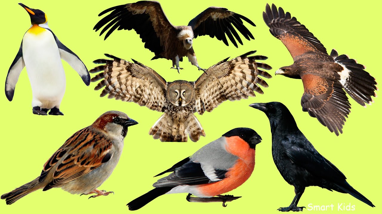 Quels oiseaux connais-tu en français? 🐦 | Bird words for beginners | Repeat after native audio