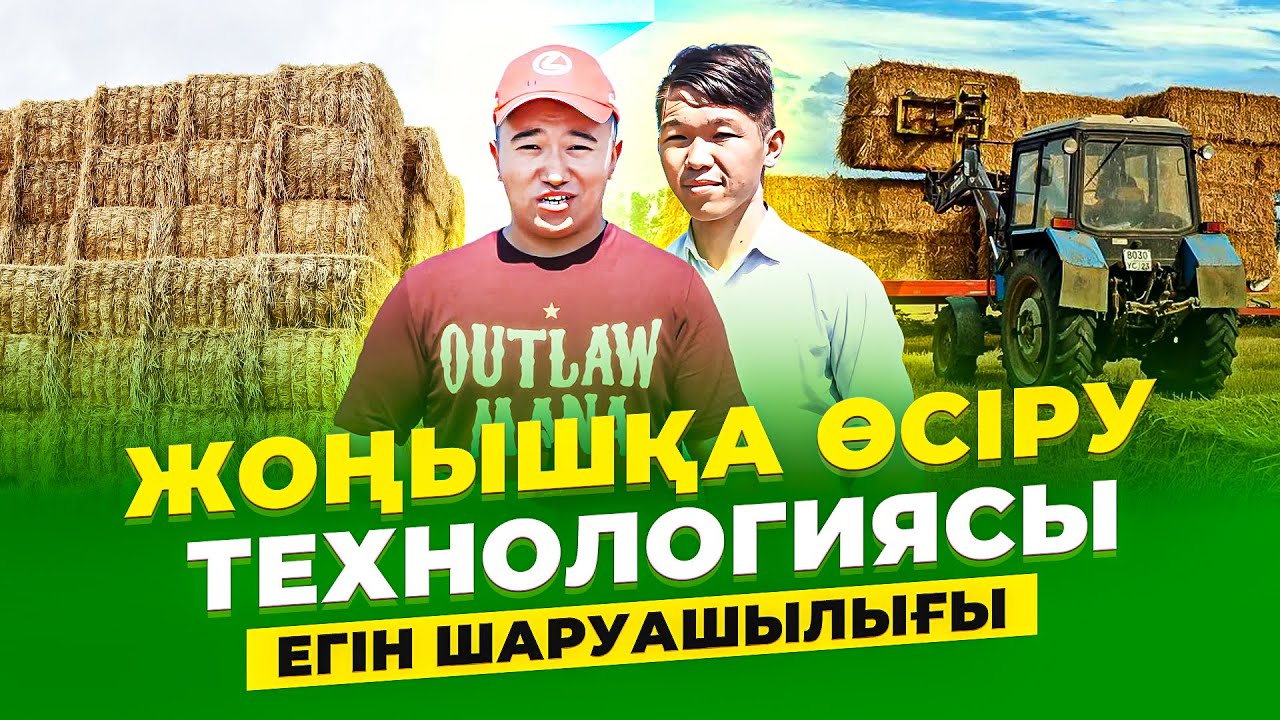 Бір рет егесің, 7 жыл пайда табасың! Су сұрамайтын - Жоңышқа сорты!  Жоңышқа өсіру технологиясы.