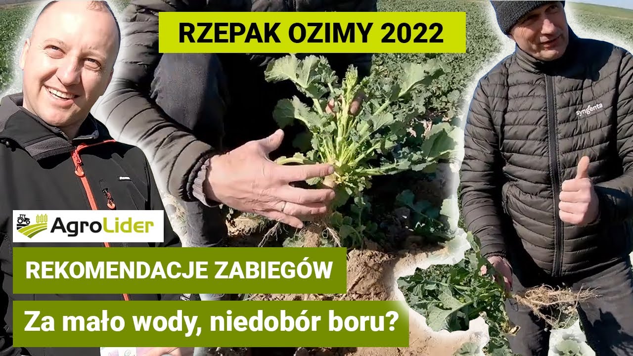 RZEPAK OZIMY 2022 | rekomendacje zabiegów | za mało boru w rzepaku | TOPREX