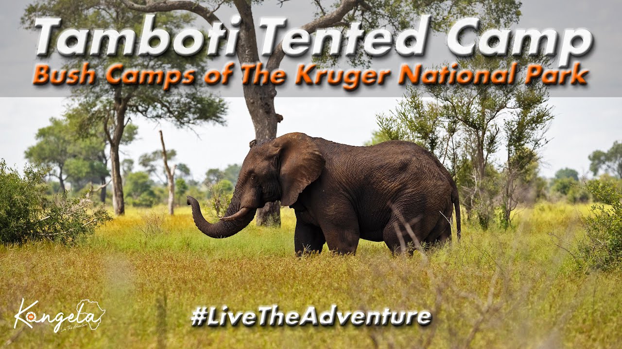 Tamboti Tented Camp Review in 4K | Kruger National Park